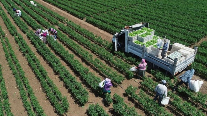 Tarımsal üretimde rekor: Türkiye dünyada 7, Avrupa'da 1'inci sıraya yerleşti