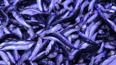 Çorum'da hamsinin kilosu 40 liraya düştü: Kuyruk oluştu