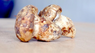 Adana'da sedir mantarı çıktı: Japonlar yoğun ilgi gösteriyor