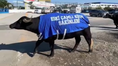İzmir'de şikayet edilen okul sahibinden mandalı protesto