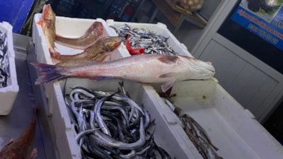 Sinop'ta oltayla yakalanan deniz levreği 9 bin liraya satıldı