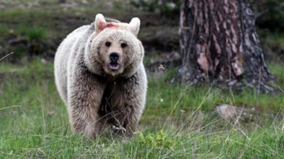Japonya'da gerçekleşen 192 ayı saldırısında 13 kişi hayatını kaybetti