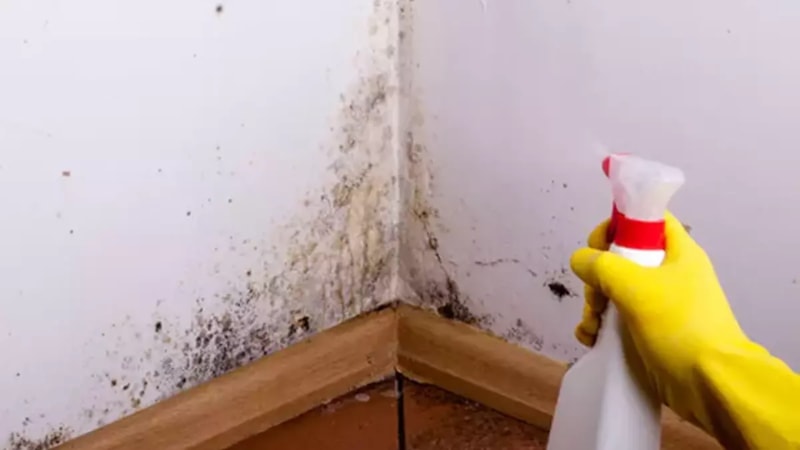 Evdeki küf kokusu nasıl yok edilir? Uzmanlardan 5 etkili doğal yöntem