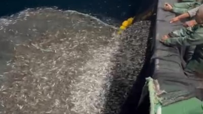 Çanakkale'de bir grup balıkçı yavru balıkları denize geri saldı