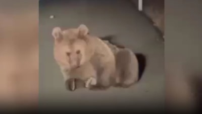 Kars’ta köpek saldırısına uğradığı düşünülen yaralı bozayı tedavi altına alındı