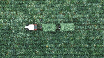 Bafra Ovası'nda beyaz lahana hasadı zamanı