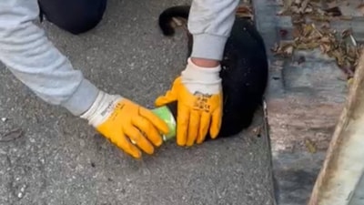 Muğla'da başı konserve kutusuna sıkışan kediyi temizlik görevlisi kurtardı