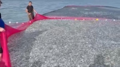 İznik Gölü’nde rekor av: 5 balıkçı tek seferde 21 ton gümüş balığı yakaladı