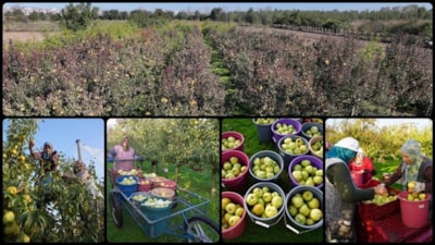 Edirne'de meyve bahçeleri devlet desteğiyle yaygınlaştı