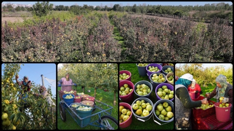 Edirne'de meyve bahçeleri devlet desteğiyle yaygınlaştı