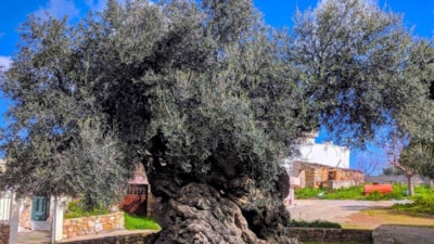 Dünyanın en eski zeytin ağacı: 4000 yıllık ağaç hala meyve veriyor, gören inanamıyor