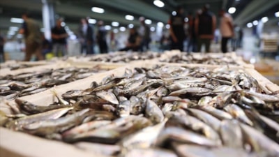 İstanbul'da, 14 bin tona yakın balık satışa sunuldu! En pahalı türler sıralandı