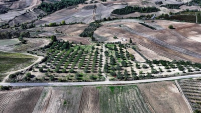 Adana'da kiraladığı çorak araziyi keçiboynuzuyla tarıma kazandırdı