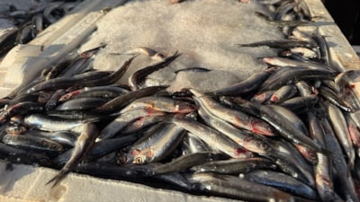 Iğdır’da hamsi, 3 kilogramı 100 liradan satılınca kasa kasa tükendi