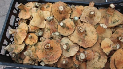 Antalya'da ormanda kendiliğinden yetişen mantar kilogramı 350 TL'den satılıyor