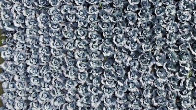 Samsun'un Bafra Ovası'nda kırmızı lahana hasadı