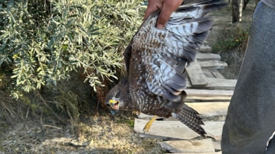 Hatay'da yaralı şahin tedaviye alındı
