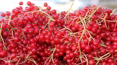 Erzincan’da şifa deposu gilaburuya ilgi arttı