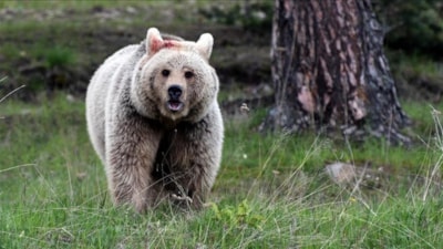 Japonya'da ayı kabusu: Emekli polis ve askerler göreve çağrıldı