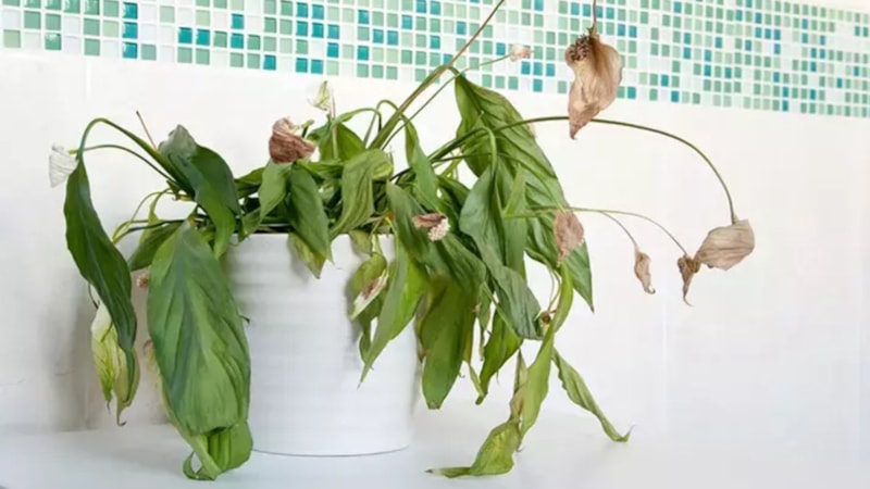 Solan bitkileri dirilten taktik; Bir tutamı yetiyor