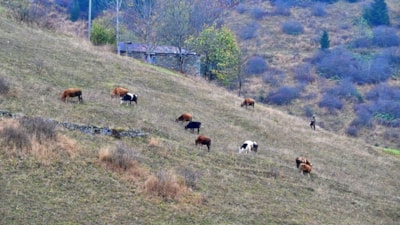 Saveriksa Yaylası’nda sonbaharın büyüleyici manzaraları