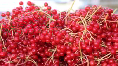 Tepelerden toplanıyor; 