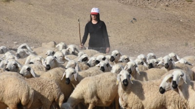 Malatya'da gıda mühendisi hibe ile başladı, sürüsünü 250 başa ulaştırdı
