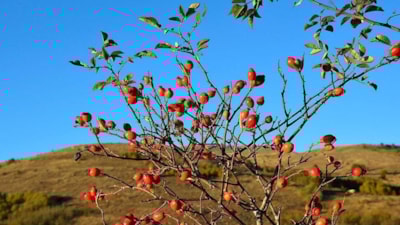 Erzincan'da dağların kırmızı hazinesi kuşburnu için hasat zamanı