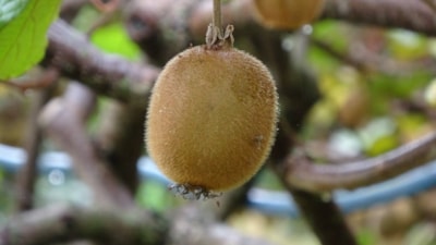 Trabzon'da kivi hasadı başladı! İran’dan gelen kivi fiyatları zorluyor