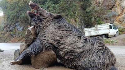 Trabzon'da sürek avında 300 kilogramlık yaban domuzu vuruldu