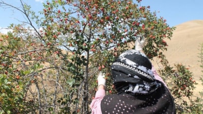 Hasadı başladı: “Her derde deva” diye biliniyor! İster reçeli, ister çayı…