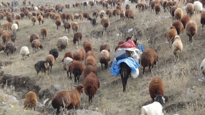 Kars'ta göçerlerin yolculuğu başladı