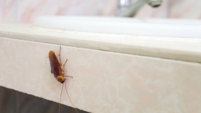 Evde varsa hemen atın: Meğer hamam böcekleri buna bayılıyormuş