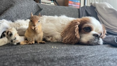 Batman'da epileptik nöbet geçiren sincap, tedavi için yurt dışına gidecek