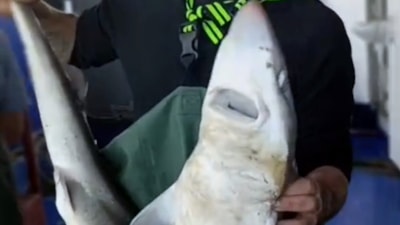 Kırklareli'de ağına takılan camgöz köpek balığını suya bıraktı