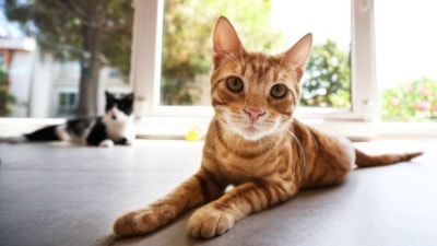 Davut Gül: İstanbul'da mamayla beslenen kediler, fare yakalayamıyor