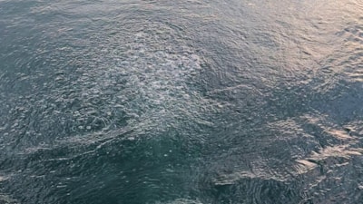 Sakarya'ya bağlı Sapanca Gölü'nde endişe yaratan görüntü