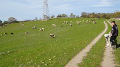 Balıkesir'de 22 yaşındaki genç üniversiteyi okuduktan sonra eve dönüp sürü sahibi oldu