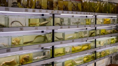 Türkiye'nin denizlerinde yaşayan balık türlerindeki azalma alarm veriyor