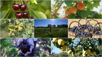Türkiye tarımda 7 üründe dünya lideri, 22 üründe ilk üçte