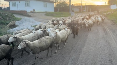 Edirne'de aylık 50 bin TL'ye çoban bulamıyorlar