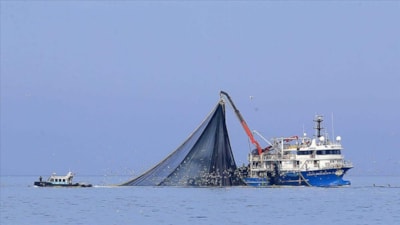Karadeniz'de su sıcaklığı düşmeyince hamsi uzaklaştı