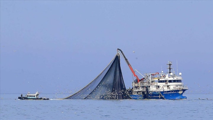 Karadeniz'de su sıcaklığı düşmeyince hamsi uzaklaştı