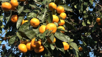 Rize'nin Derepazarı mandalinasında hasat zamanı