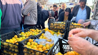 Hatay'da üreticiler, alıcı çıkmayan tonlarca mandalinayı ücretsiz dağıttı