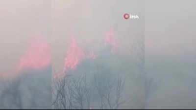 Aydın'da ziraat alanında başlayan yangın ormana sıçradı: Söndürme çalışmaları sürüyor