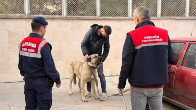 Afyonkarahisar'da köpek dövüştüren şahıslara jandarma baskını: 12 gözaltı