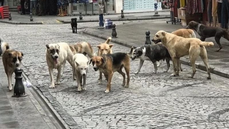 İstanbul'da başıboş sokak köpeklerine ilişkin yeni karar