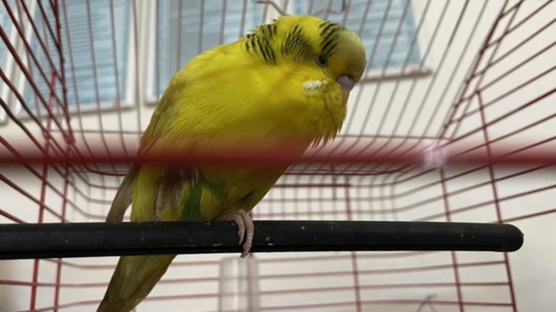 DKMP Genel Müdürlüğü'nden petshoplarda yaban hayvanı satışı için ruhsat şartı