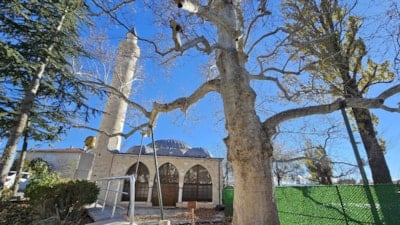 Harput’un 300 yıllık çınarı zamana direniyor